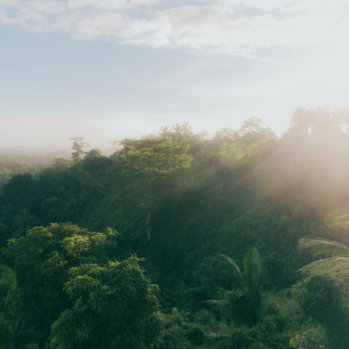trees and green foliage to represent sustainability